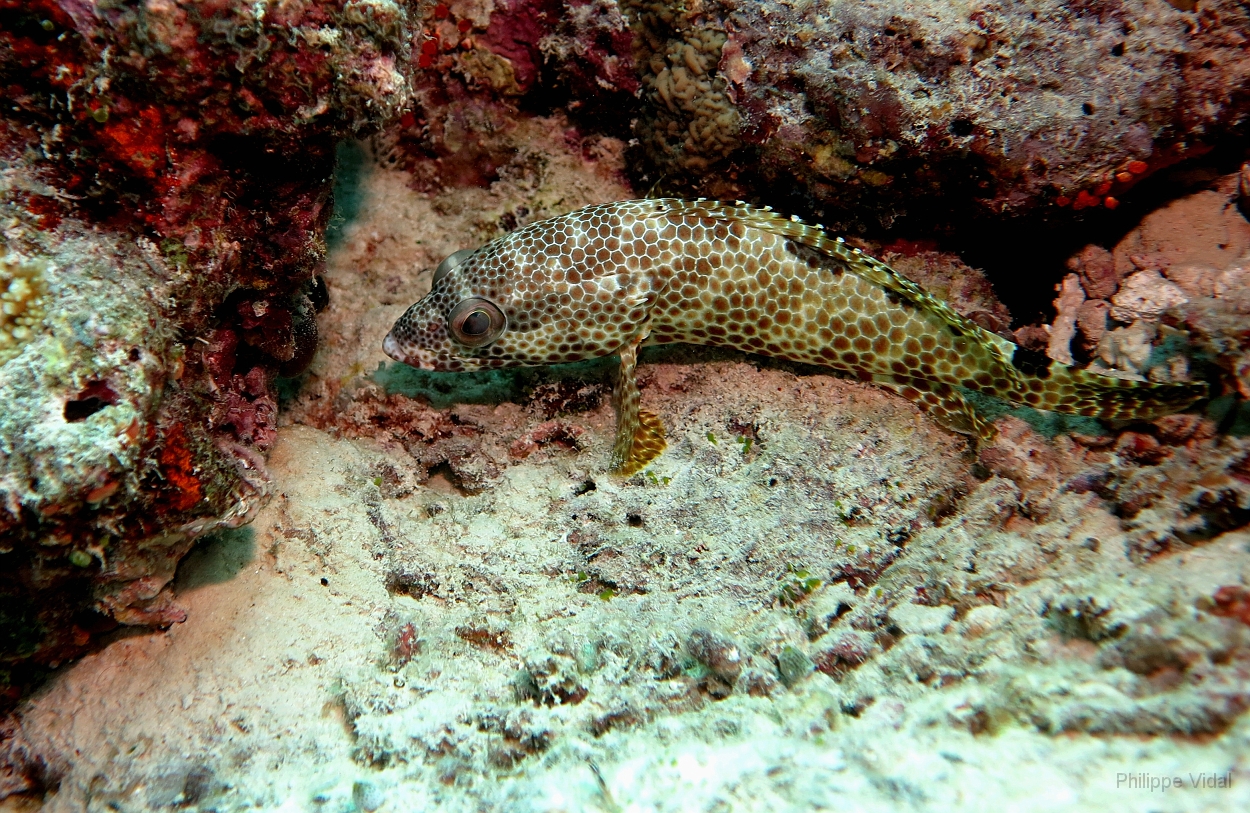 Velidhu - 2013_03_10 - IMG_0392rf_Merou tapis - Epinephelus macrospilos_Galagili west_Plongee.jpg